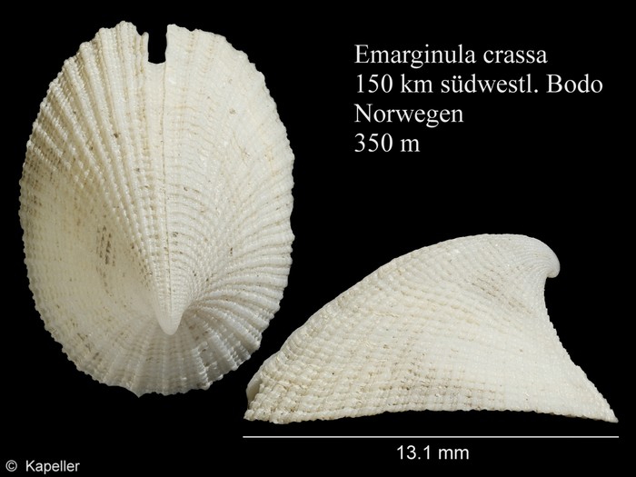 Emarginula crassa