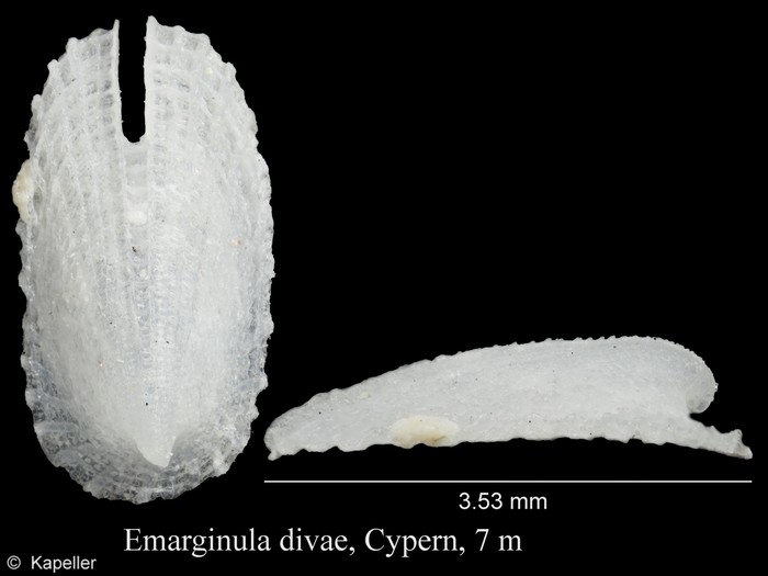 Emarginula divae Emarginula divae