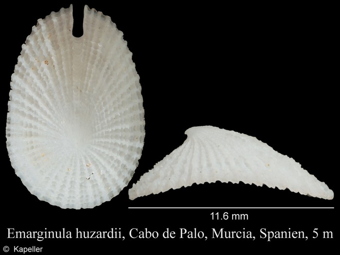 Emarginula huzardii Emarginula huzardii