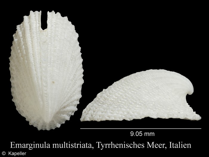 Emarginula multistriata Emarginula multistriata