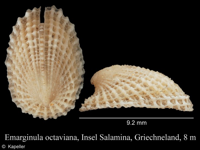 Emarginula octaviana Emarginula octaviana