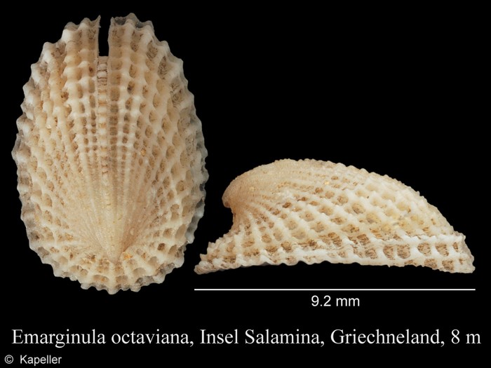 Emarginula octaviana