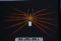 Chelicerata (sea spiders & mites)