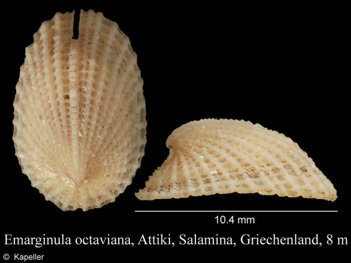 Emarginula octaviana Emarginula octaviana