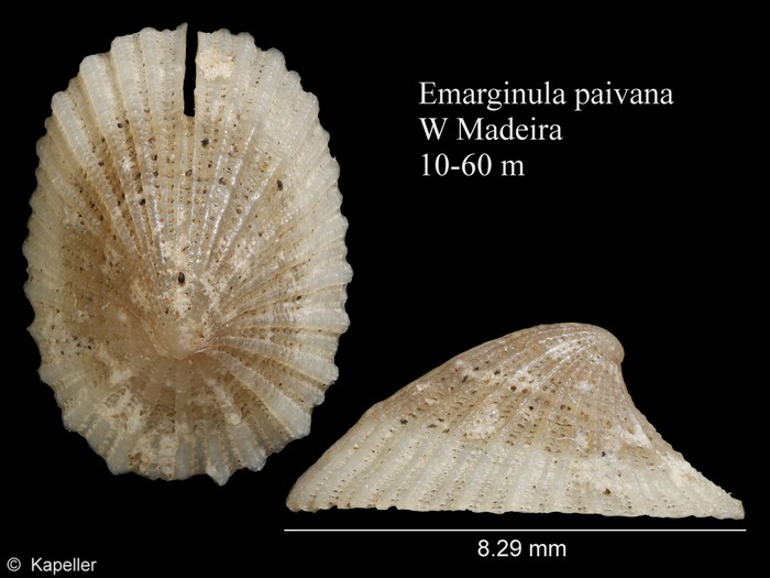 Emarginula paivana Emarginula paivana