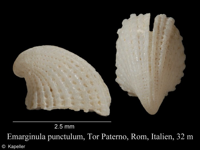 Emarginula punctulum Emarginula punctulum