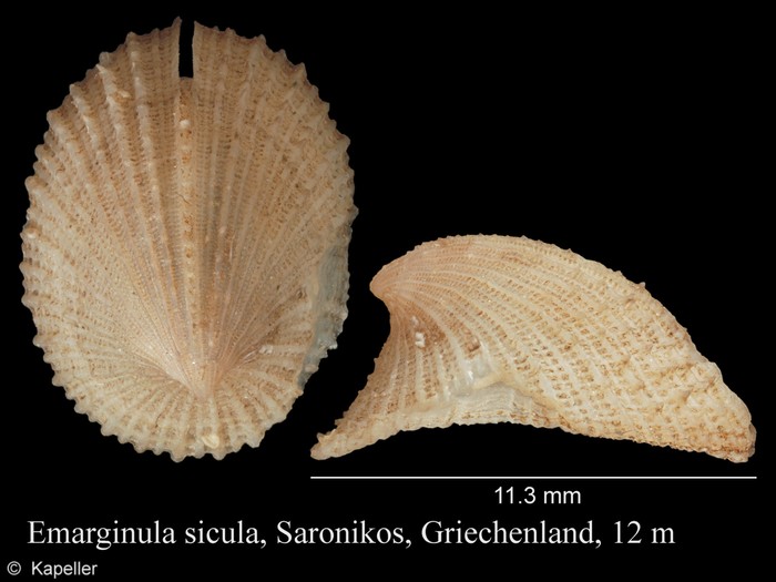 Emarginula sicula Emarginula sicula