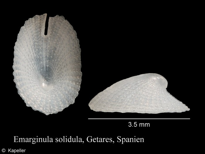 Emarginula solidula Emarginula solidula