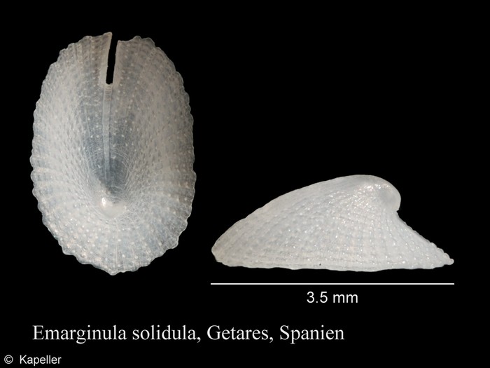 Emarginula solidula