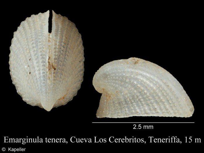 Emarginula tenera