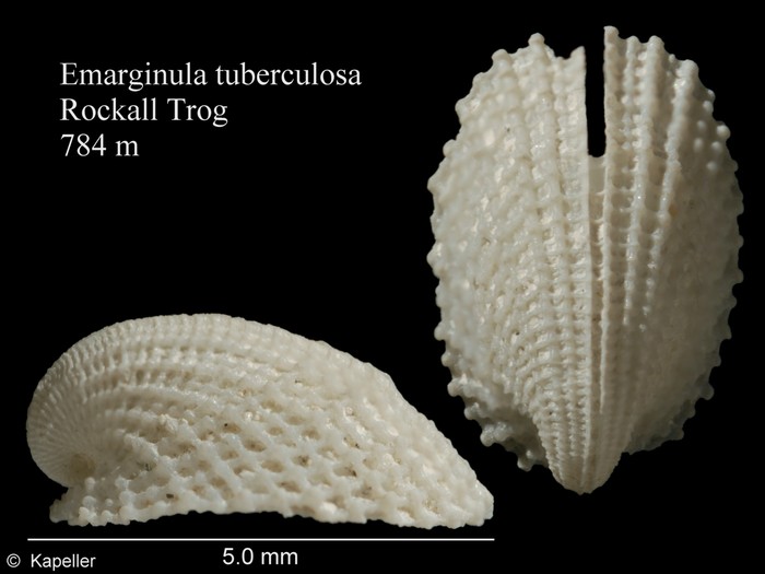 Emarginula tuberculosa Emarginula tuberculosa
