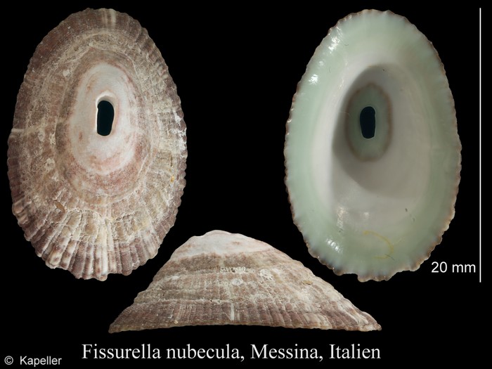 Fissurella nubecula