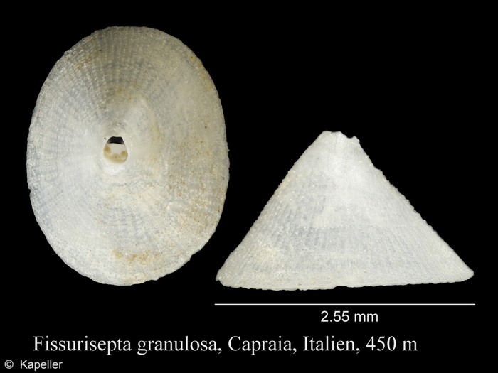 Fissurisepta granulosa