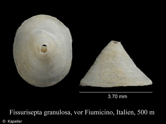 Fissurisepta granulosa