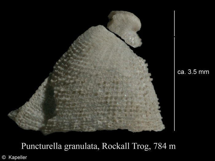 Puncturella granulata