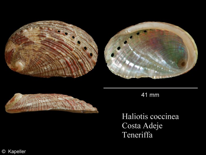 Haliotis coccinea Haliotis coccinea