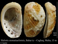 Haliotis stomatiaeformis