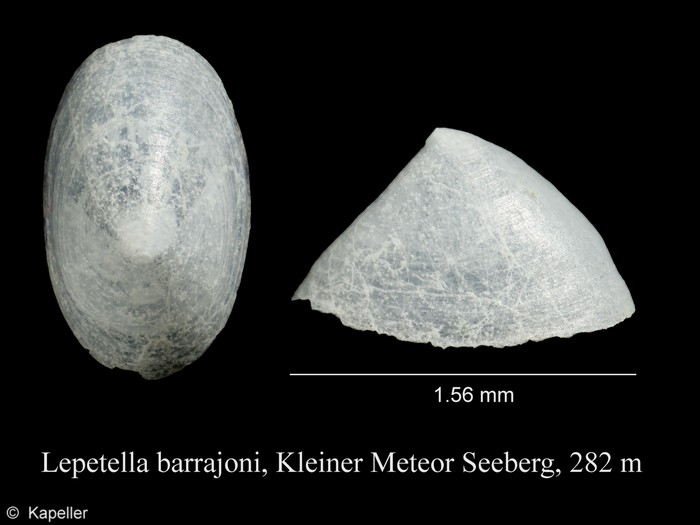 Lepetella barrajoni Lepetella barrajoni