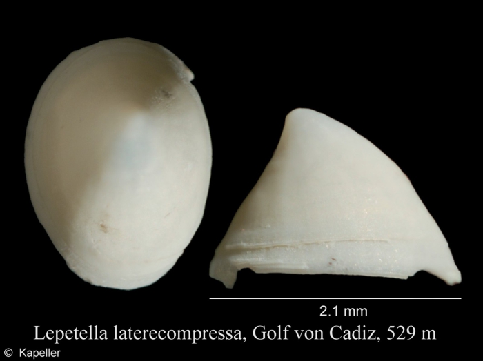 Lepetella laterocompressa Lepetella laterocompressa