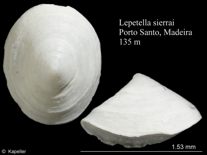 Lepetella sierrai Lepetella sierrai
