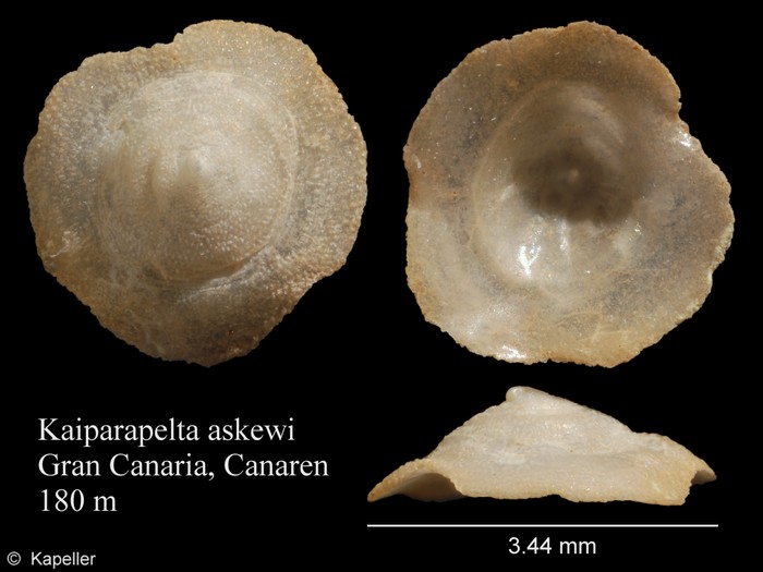 Kaiparapelta askewi