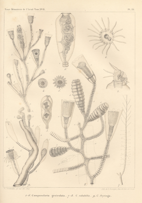 Van Beneden (1844, pl. 3) Van Beneden (1844, pl. 3)