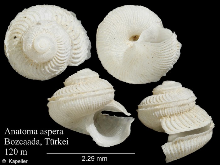 Anatoma aspera Anatoma aspera