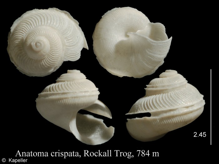 Anatoma crispata