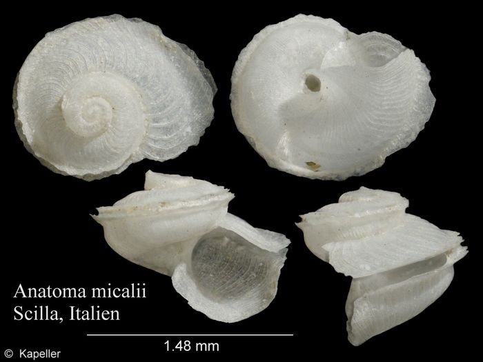 Anatoma micalii