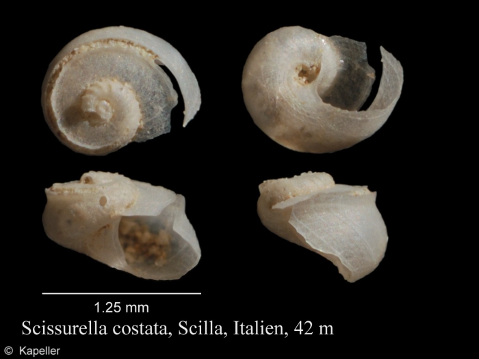 Scissurella costata