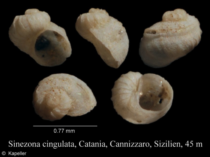 Sinezona cingulata