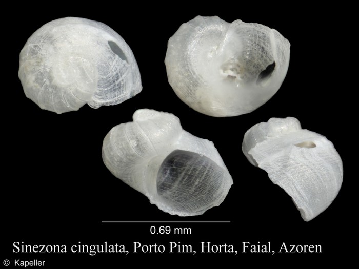 Sinezona cingulata