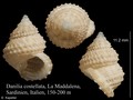 Mollusca (molluscs)