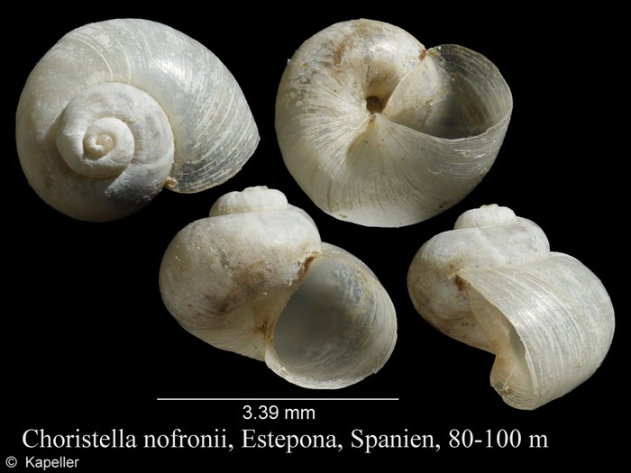 Choristella nofronii