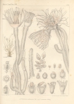 Hydrozoa (hydroids)