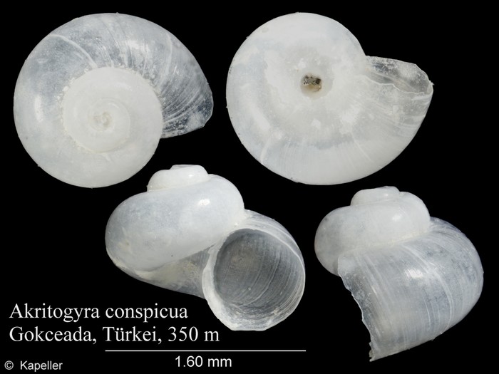 Akritogyra conspicua