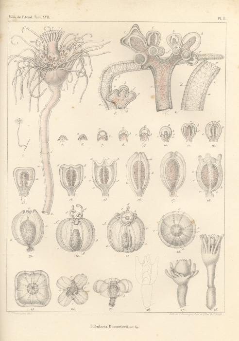 Van Beneden (1844, pl. 2) Van Beneden (1844, pl. 2)