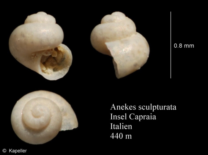 Anekes sculpturata Anekes sculpturata