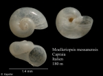 Moelleriopsis messanensis