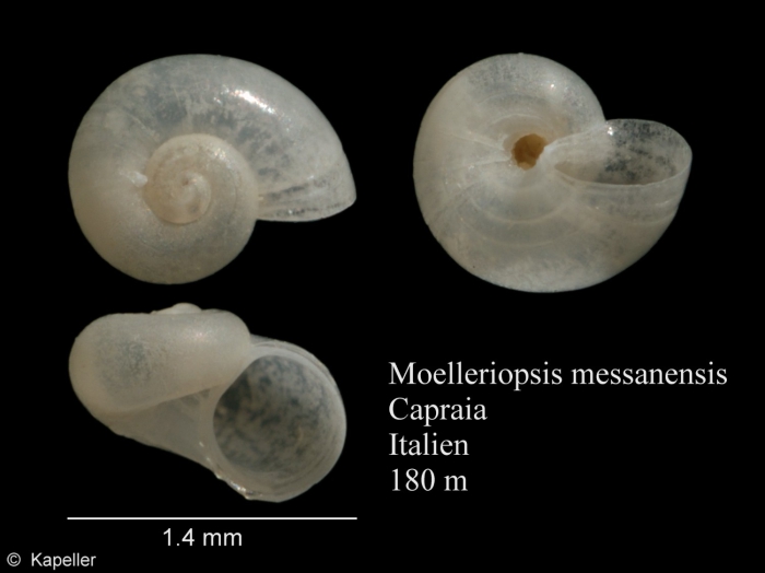 Moelleriopsis messanensis Moelleriopsis messanensis