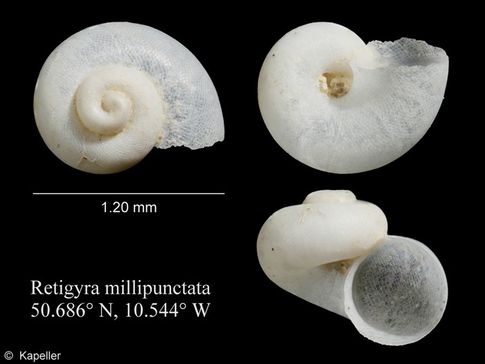 Retigyra millipunctata