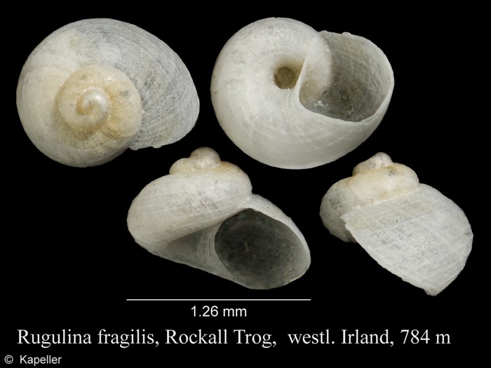 Rugulina fragilis Rugulina fragilis