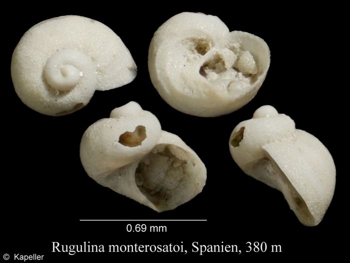 Rugulina monterosatoi