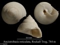 Mollusca (molluscs)