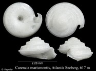 Carenzia marismontis