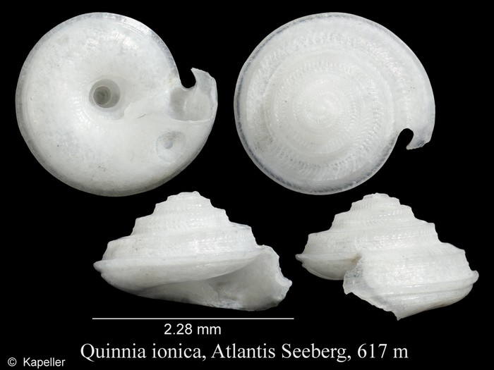 Quinnia ionica