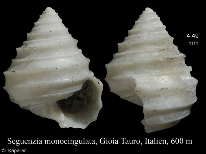 Seguenzia monocingulata Seguenzia monocingulata