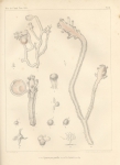 Hydrozoa (hydroids)