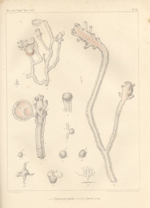 Van Beneden (1844, pl. 3) Van Beneden (1844, pl. 3)