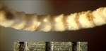 Comatula fimbriata Lamarck, 1816 Paris Holotype 1007 